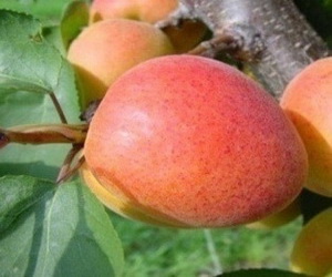 Variété : abricot Muscat pointu de Roquevaire