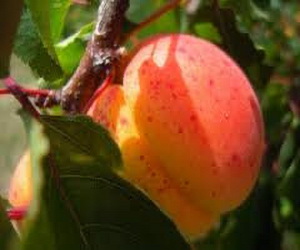 Variété : abricot Poman Rosé