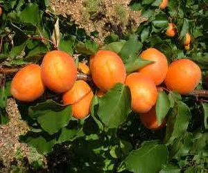 Variété : abricots Portici