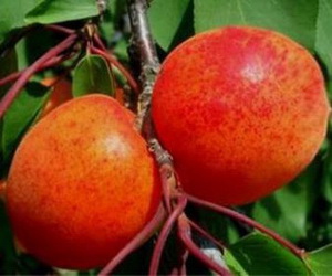 Variété : abricot rouge du Roussillon