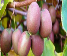 Variété : kiwi Ananasnaya