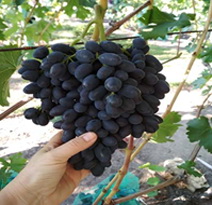 Variété : vigne Black Finger