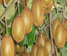 Variété : kiwi Tuscia®