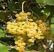Variété : vigne Exalta