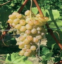 Variété : vigne dattier de Beyrouth