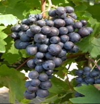 Variété : vigne Muscat du Ventoux