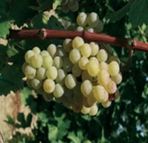 Variété : vigne Perle de Csaba