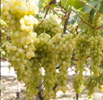 Variété : vigne Apirena blanche