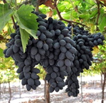Variété : vigne Apirena noire