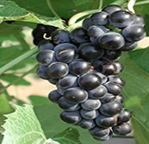 Variété : vigne Française noire