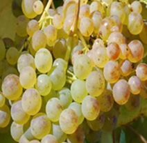 Variété : vigne Française blanche