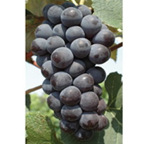 Variété : vigne Smeralda ( Ophelia )