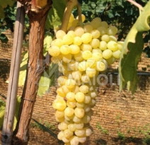Variété : vigne Sultanine blanche