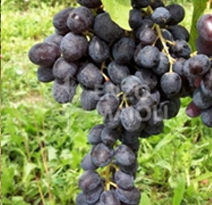 Variété : vigne Sultanine noire