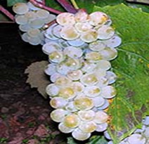 Variété : vigne Clinton Blanc