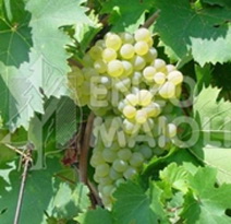 Variété : vigne Fragolina blanche
