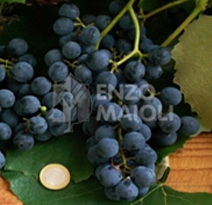 Variété : vigne Fragolina noire