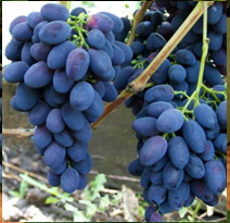 Variété : vigne Galanth