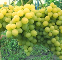 Variété : vigne Isabelle blanche