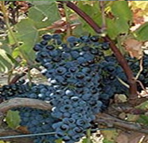 Variété : vigne Jacquet