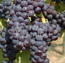 Variété : vigne Muscat Agata