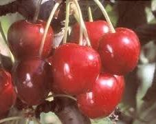 Variété : cerisier Bigarreau au pellissier