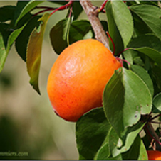 Variété : abricot rouge de Sernhac