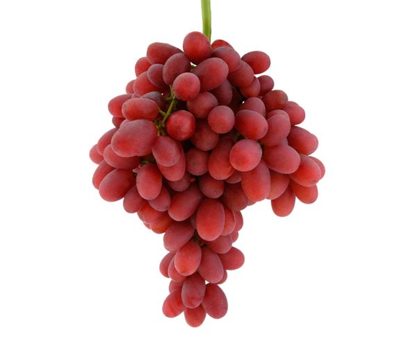 Variété : vigne Crimson