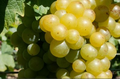 Variété : Vigne Muscat Blanc