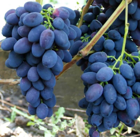 Variété : vigne Fragola nera précoce