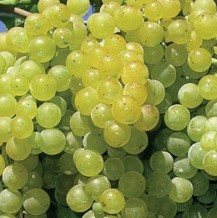 Variété : vigne Citrine muscat blanc