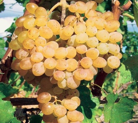 Variété : vigne Danuta apyrène