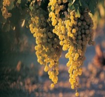 Variété : vigne Muscat moregalese