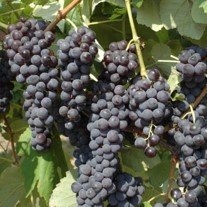 Variété : vigne Opaline framboise