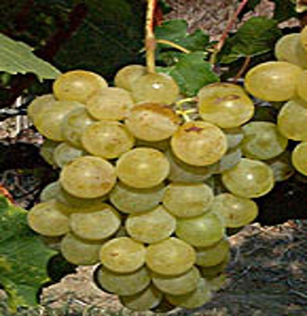 Variété : vigne Reine des vignes
