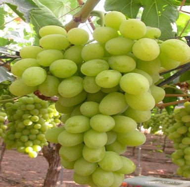 Variété : vigne Sugrarone apyréne